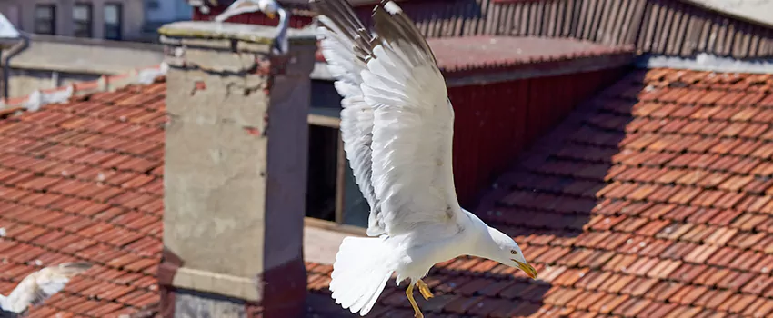 Residential Chimney Animal Removal Solution in Mountain Brook, AL