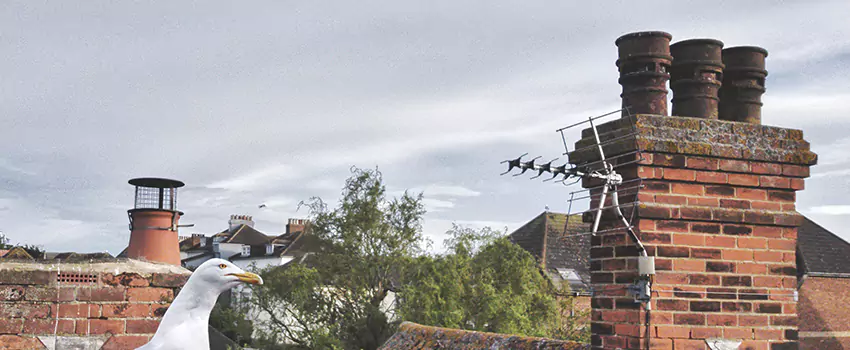 Chimney Cleaning And Restoration in Mountain Brook, Alabama